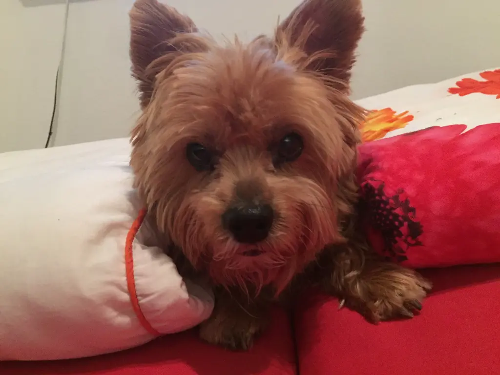 Andachtsbild von Unbekannt