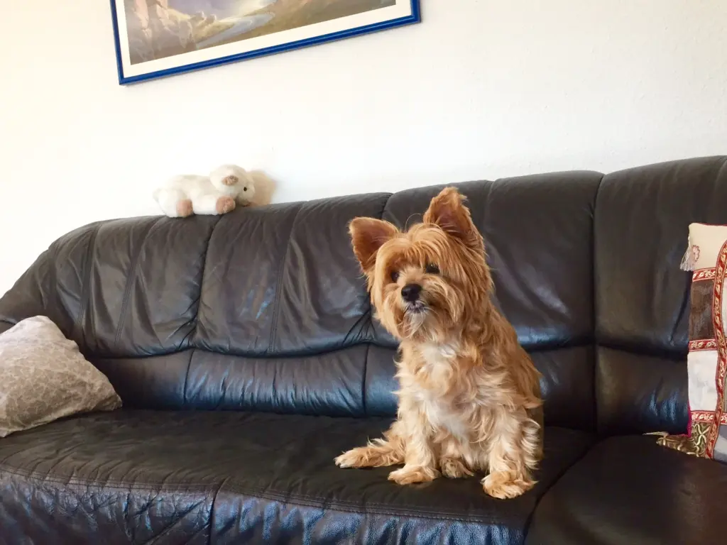 Andachtsbild von Unbekannt