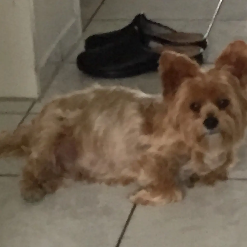 Andachtsbild von Unbekannt