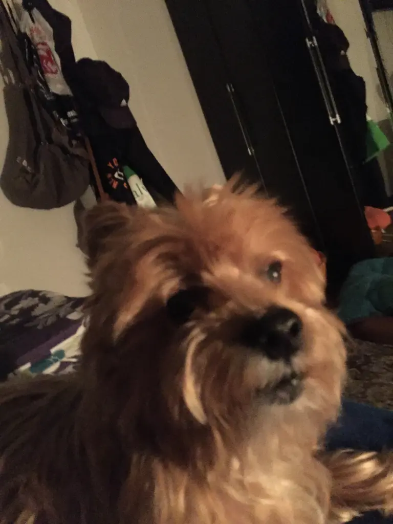 Andachtsbild von Unbekannt