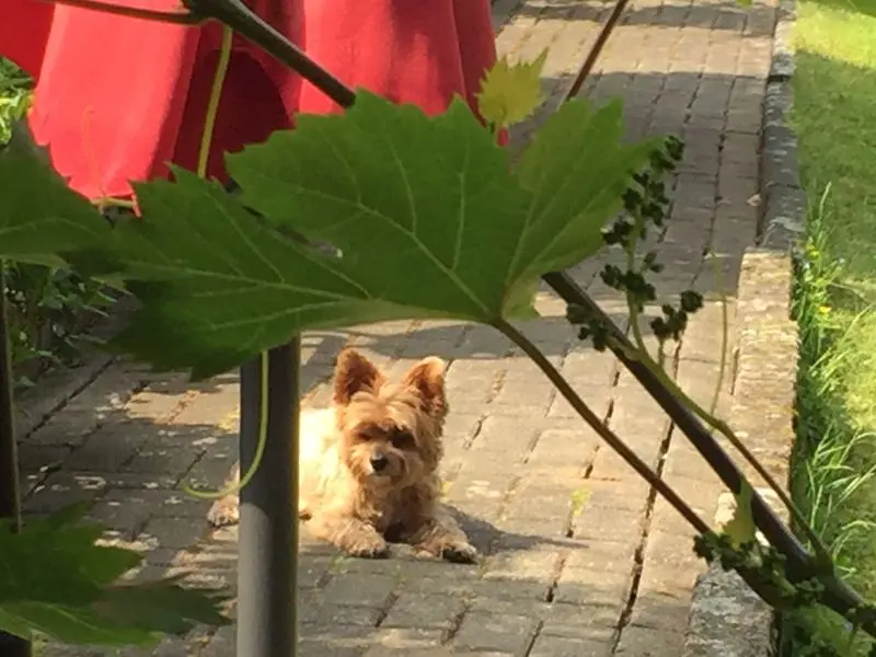 Andachtsbild von Unbekannt