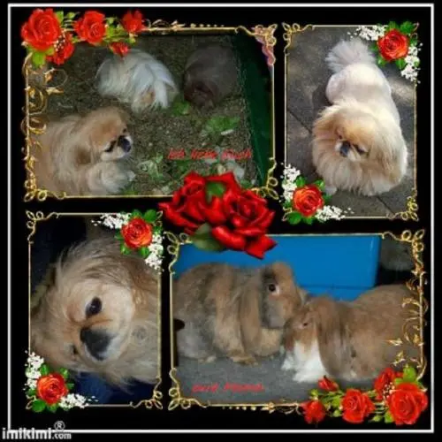 Image from ?  Pekin .Sina,  Benny,Blissi,Flocke & Locke  ?