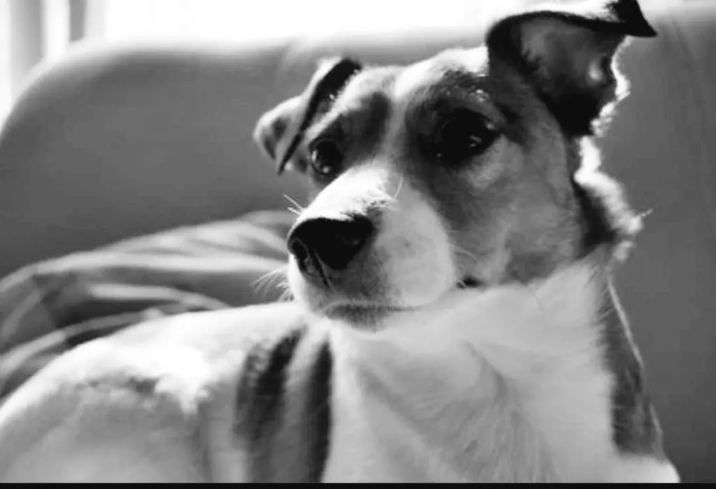 Andachtsbild von Didi mit Safira im Herzen