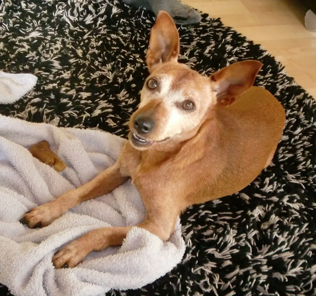 Andachtsbild von Jutta mit Purzel tief im Herzen
