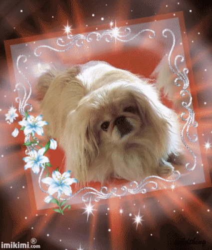 Image from mein Traumhund  S I N A