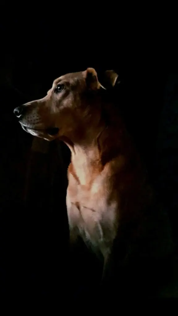 Image from Aslan 