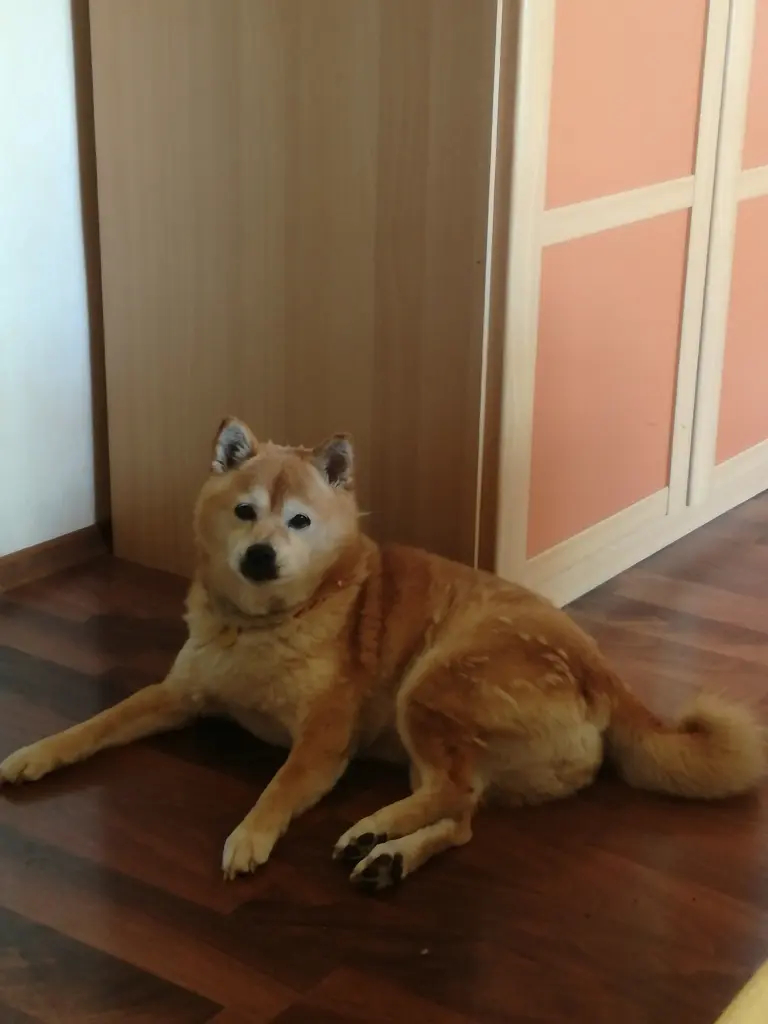 Image from Inushi