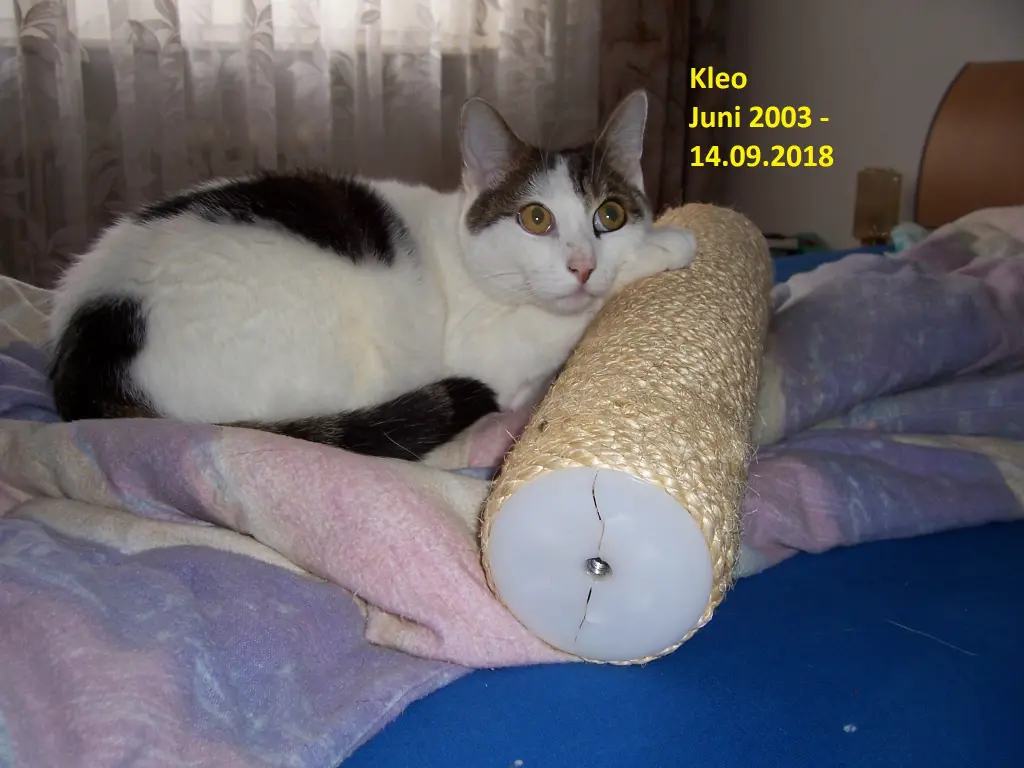 Bild von Kleo