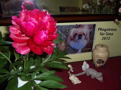 Image from ALLE MEINE LlEBLINGE