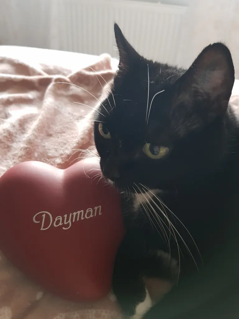 Image from Dayman