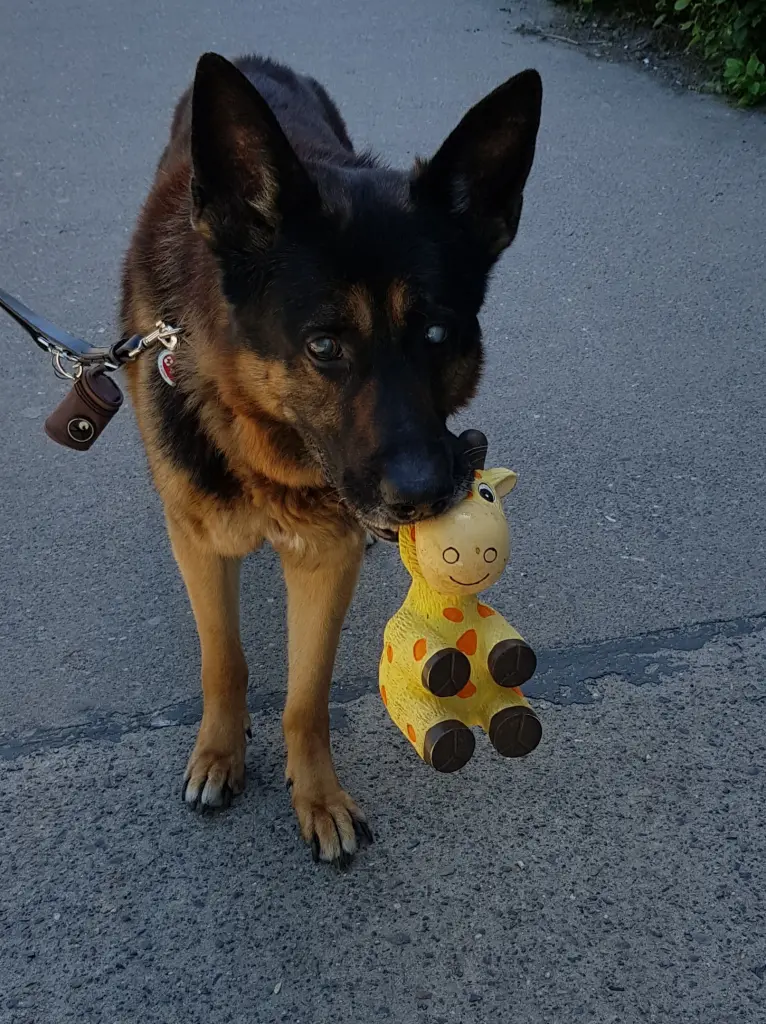Bild von Blacky