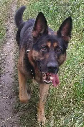 Bild von Blacky