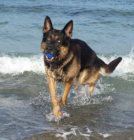Bild von Blacky