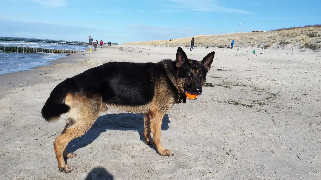 Bild von Blacky