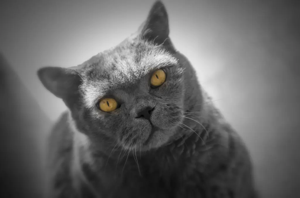 Bild von Balou