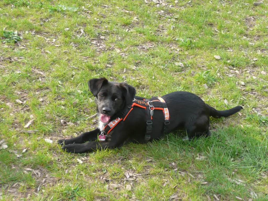 Bild von Polly