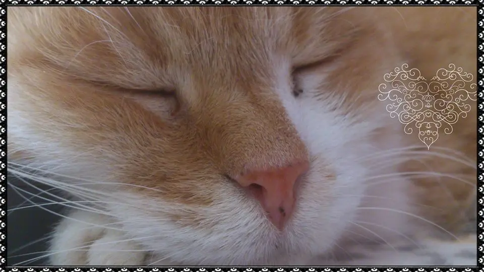 Image from Lola