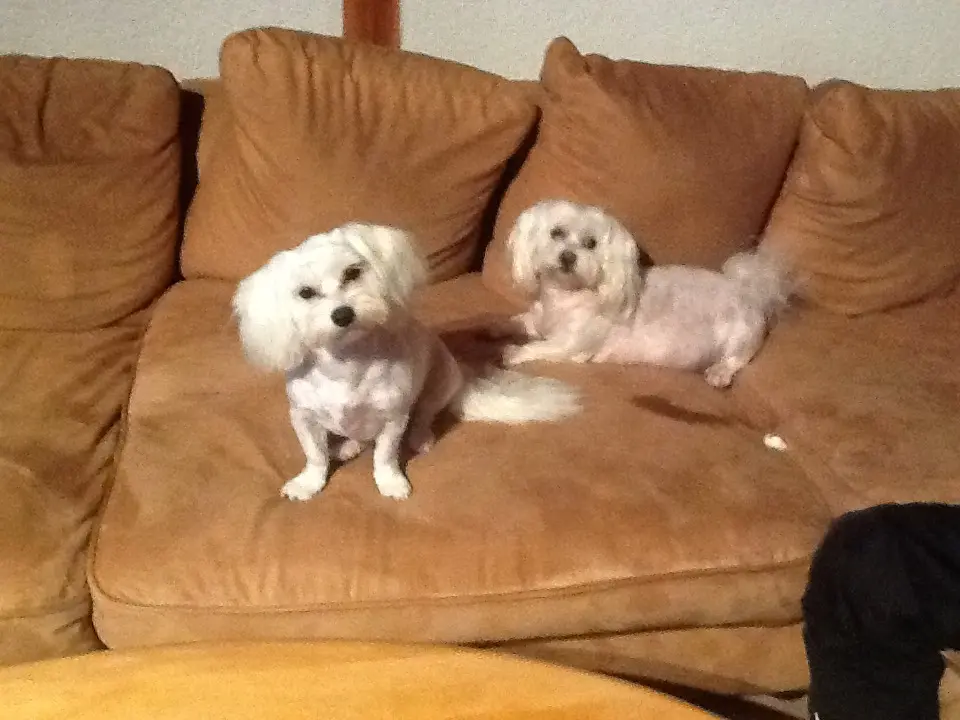 Image from Cookie