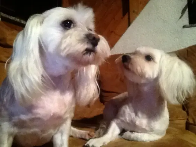 Image from Cookie