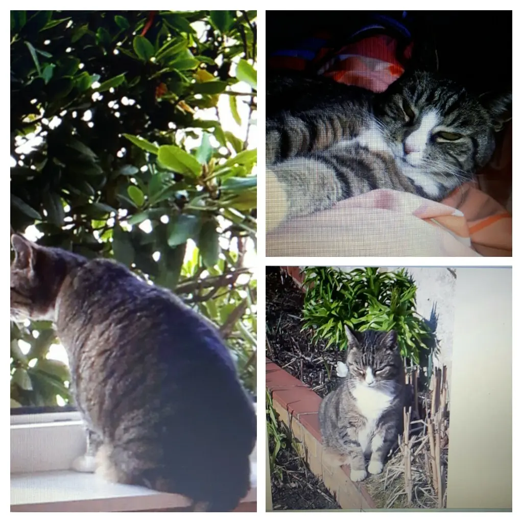 Condolence image of Evi