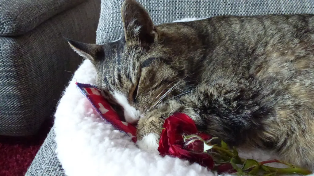 Condolence image of Evi