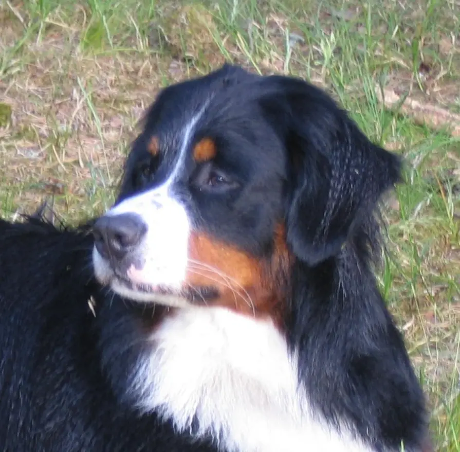 Condolence image of Dorin mit Mephisto im Herzen 