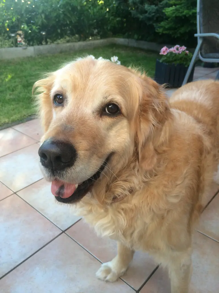 Condolence image of Heike