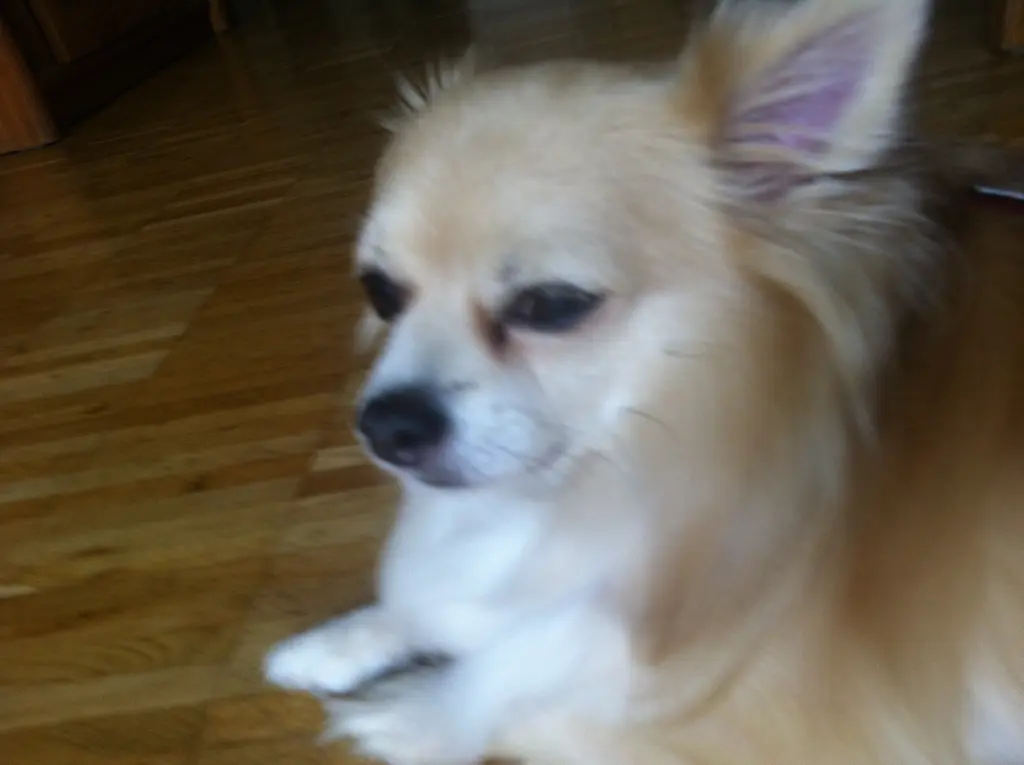 Image from Sammy