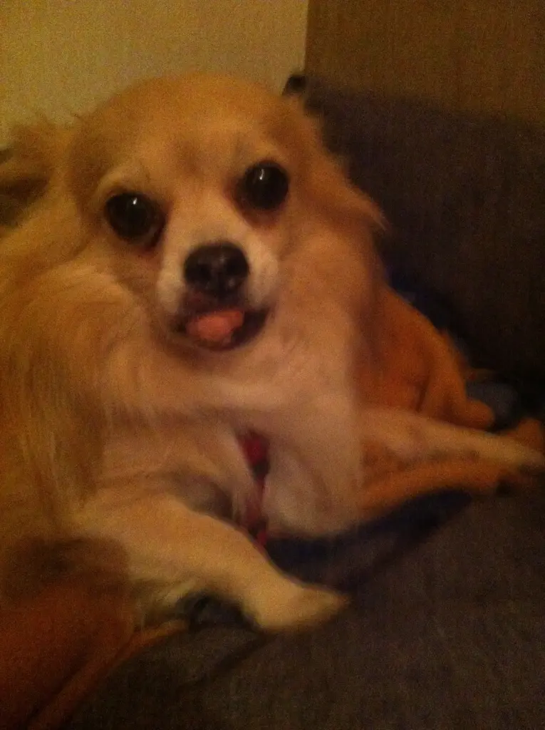 Image from Sammy