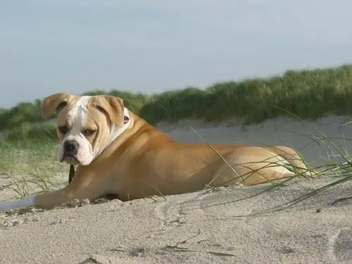 Image from Saron Amaro