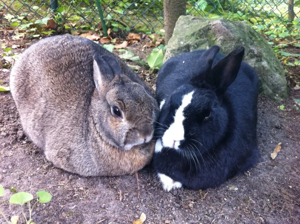 Andachtsbild von Eine Rose für Whoopi