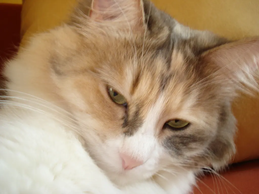 Andachtsbild von Christiane