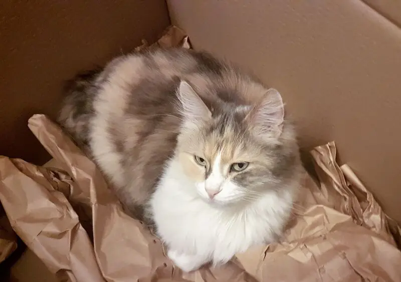 Andachtsbild von Christiane