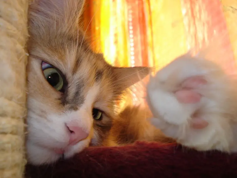 Andachtsbild von Deine Dosi