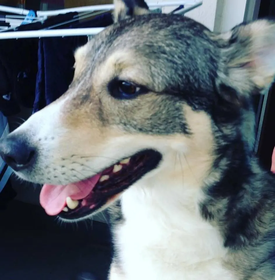 Image from Wolfi