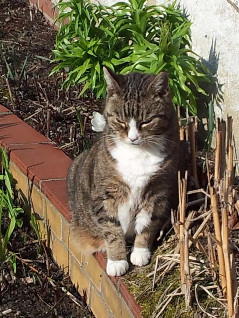 Andachtsbild von Eva