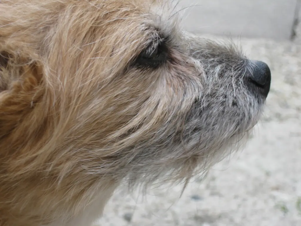 Image from Gismo