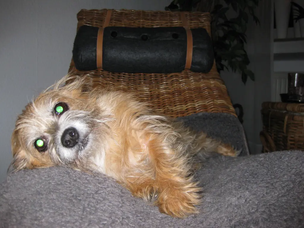 Image from Gismo