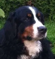 Condolence image of Sonja