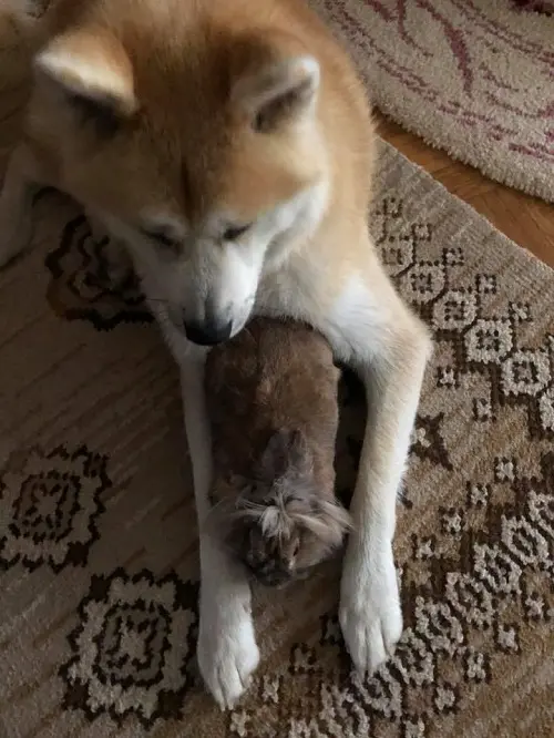 Image from Simba