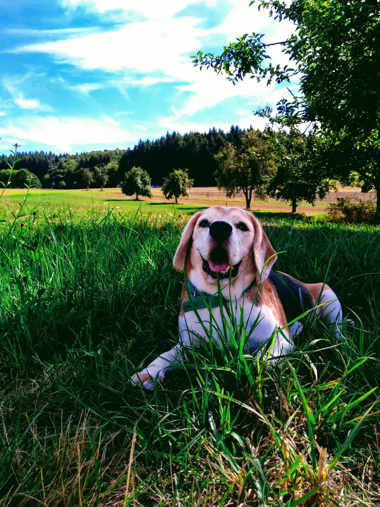 Image from Jolie Delight Mc'Beagle