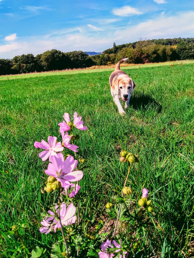Image from Jolie Delight Mc'Beagle