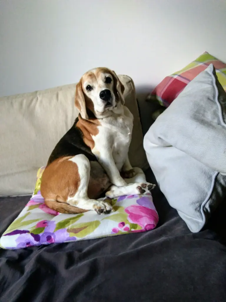 Image from Jolie Delight Mc'Beagle