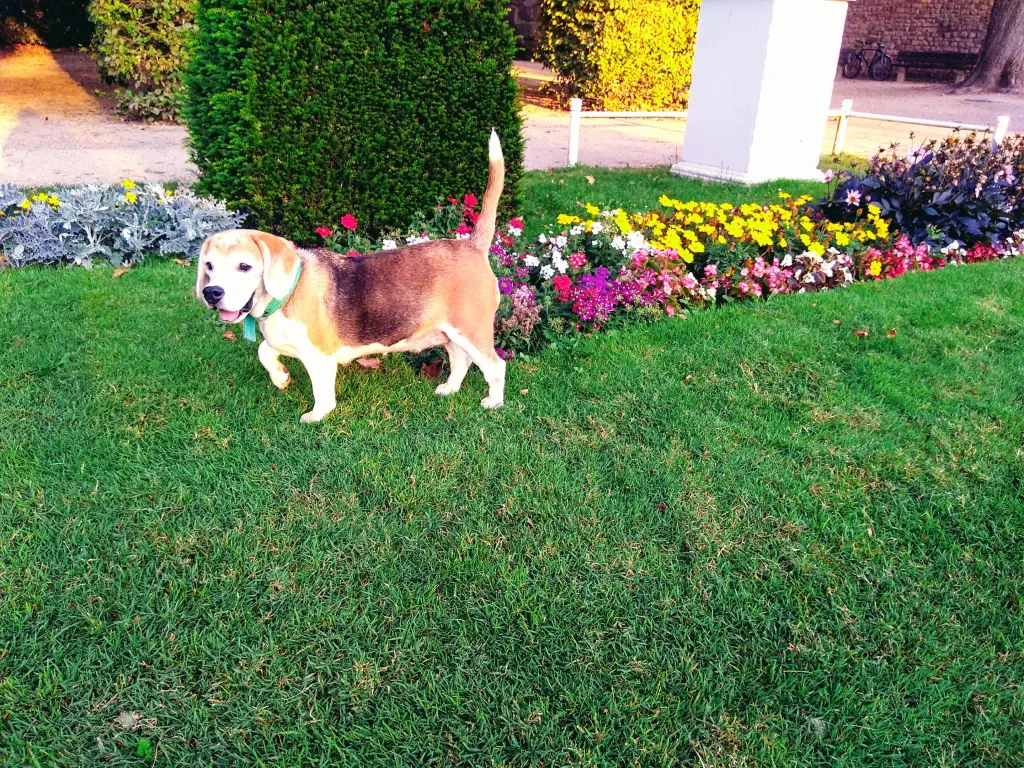 Image from Jolie Delight Mc'Beagle