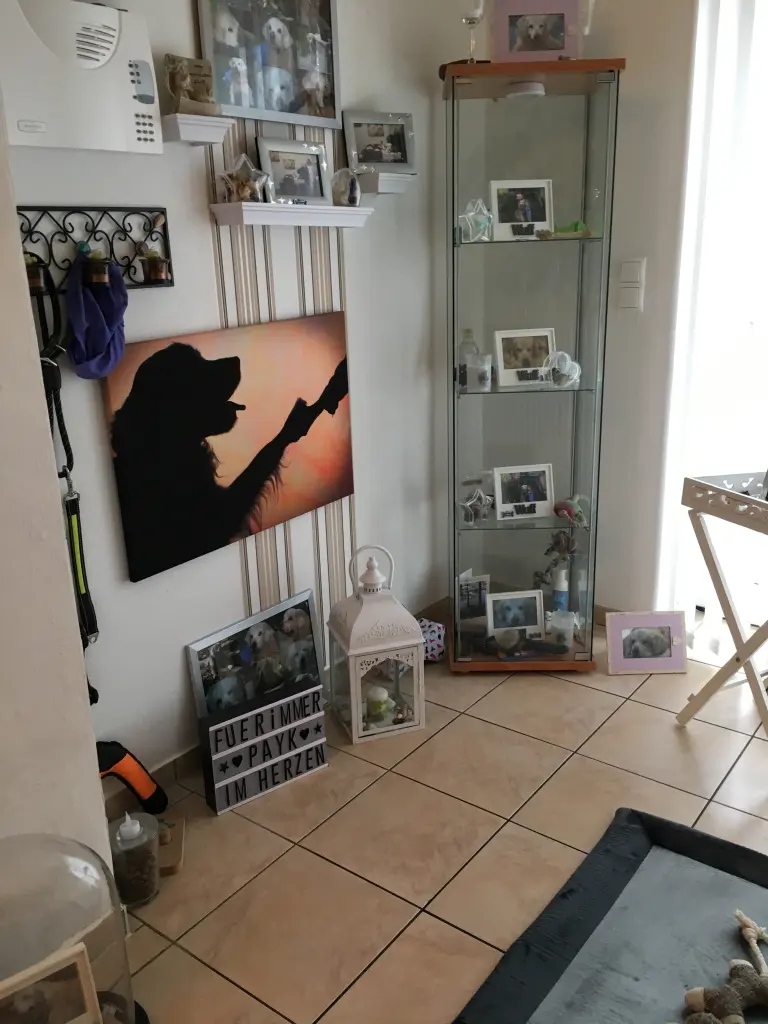 Image from Payk
