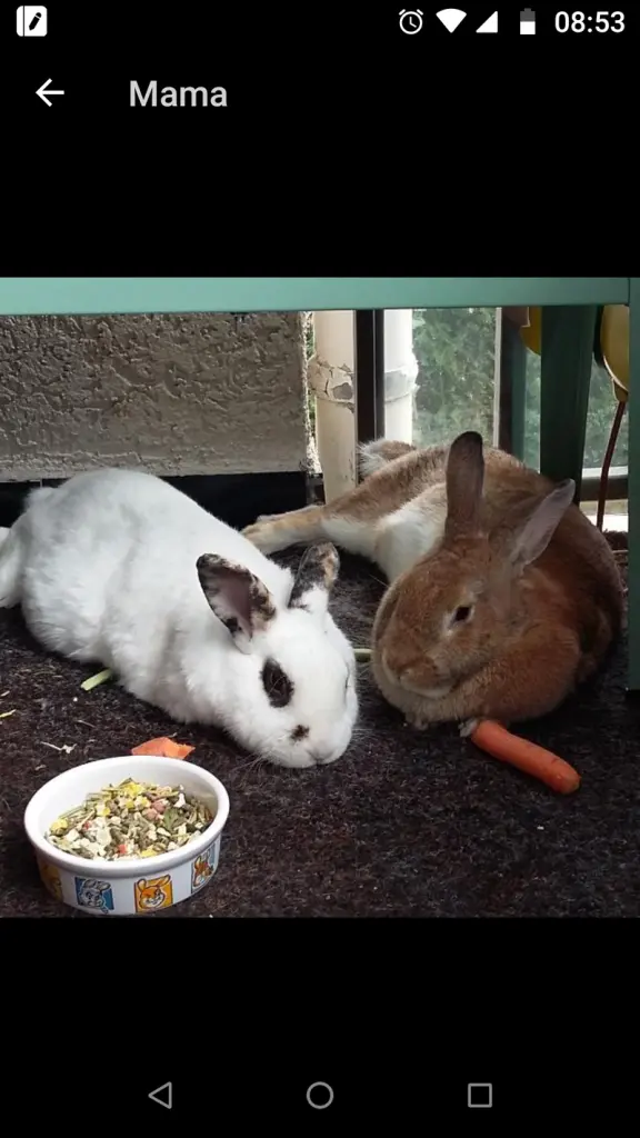 Andachtsbild von Lara mit Maxi