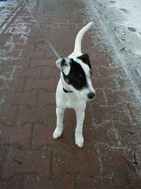 Image from Tessy