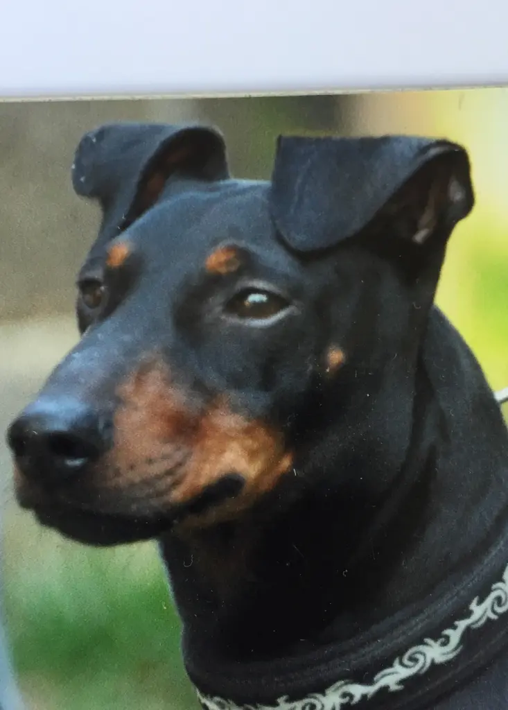 Image from Jasko