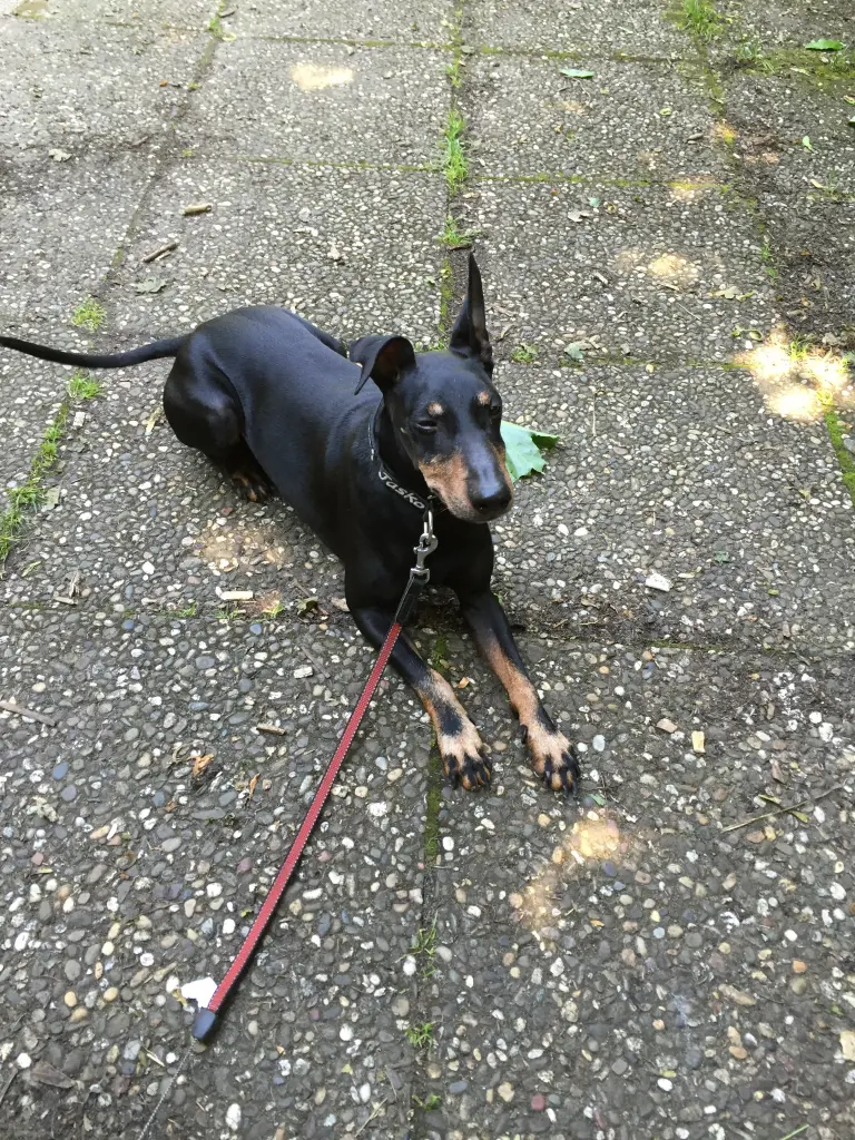 Image from Jasko