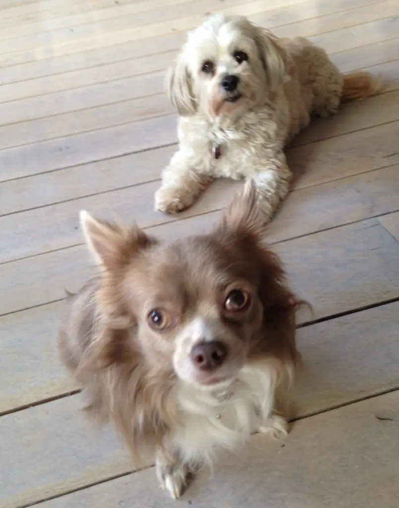 Condolence image of Heike für Bianca und Muffin